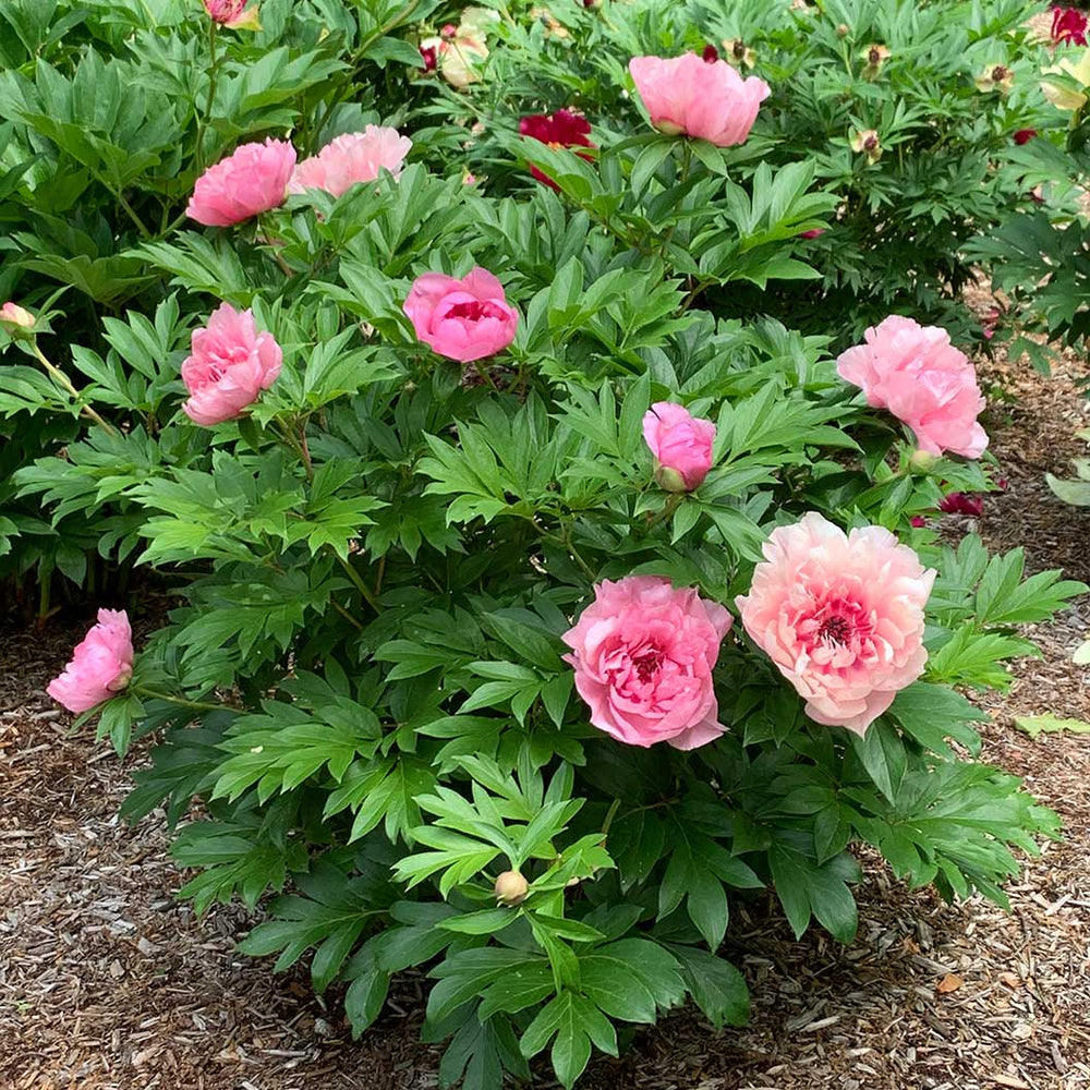 Garden Candy® Lacey Ryan™ Itoh Peony Shrub