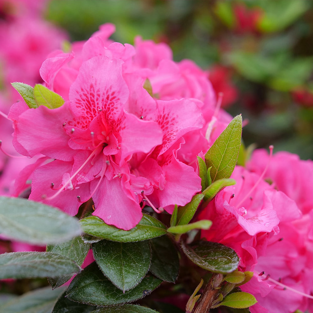 Proven Winners® Perfecto Mundo Double Dark Pink Azalea Shrub