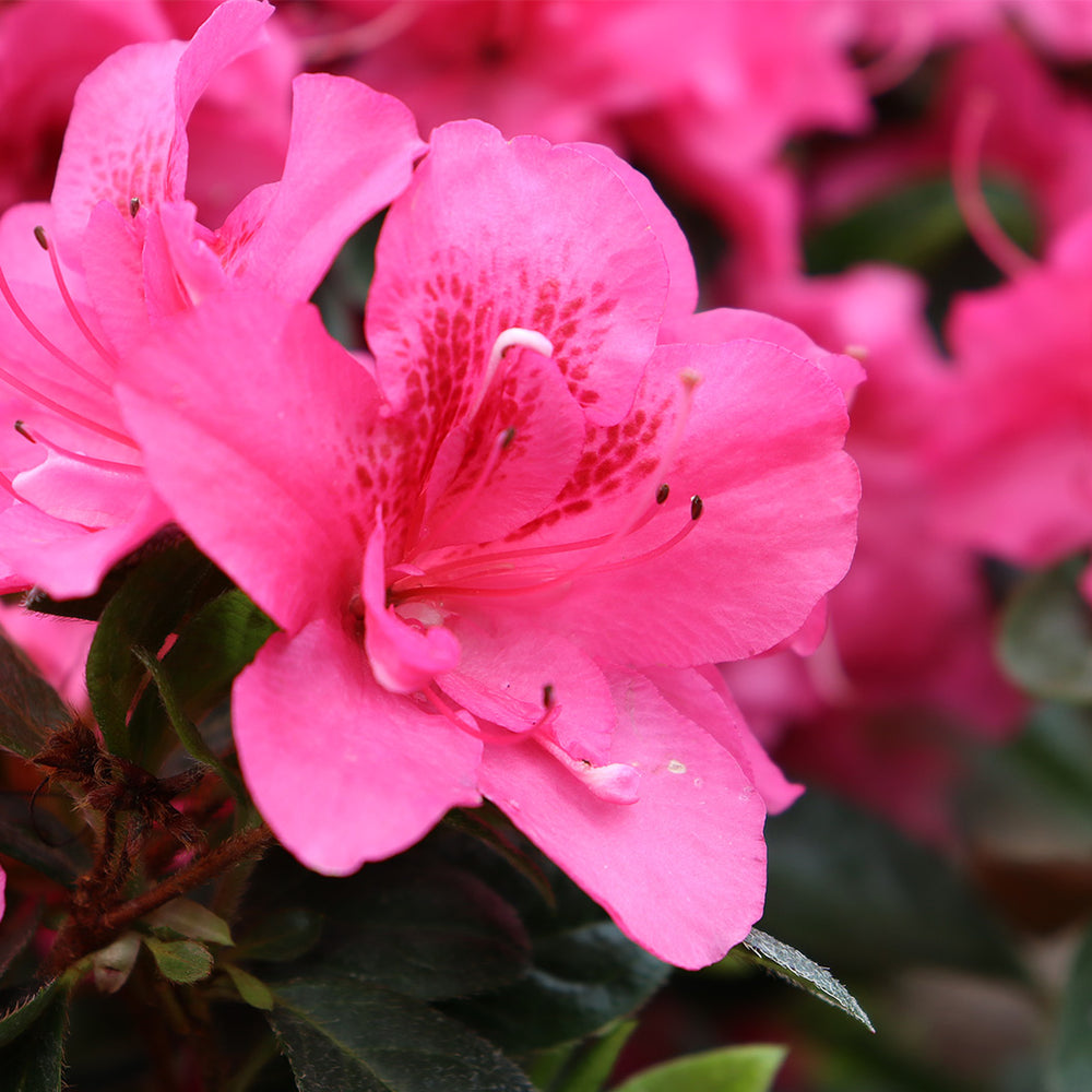 Proven Winners® Perfecto Mundo Double Dark Pink Azalea Shrub