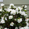 Proven Winners® Perfecto Mundo® Double White Azalea Shrub