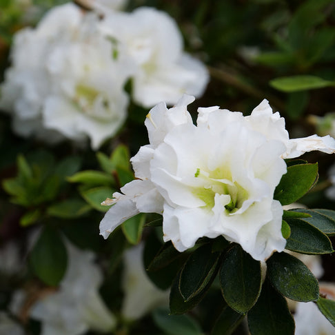 Proven Winners® Perfecto Mundo® Double White Azalea Shrub