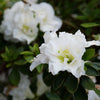 Proven Winners® Perfecto Mundo® Double White Azalea Shrub