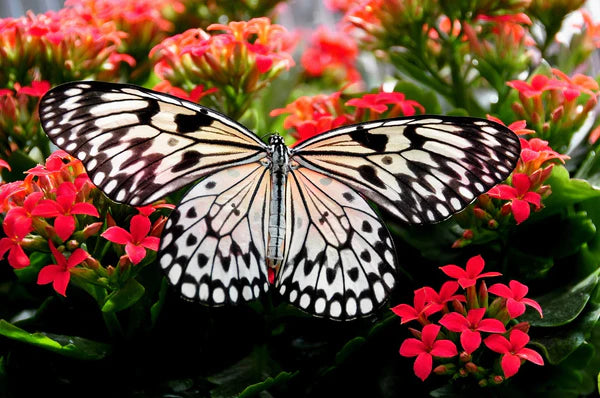 Butterfly Garden for Spring: Our Top 5 Tips