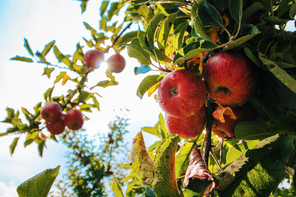 Fall Color: Top Fruit Trees for Fall Harvest