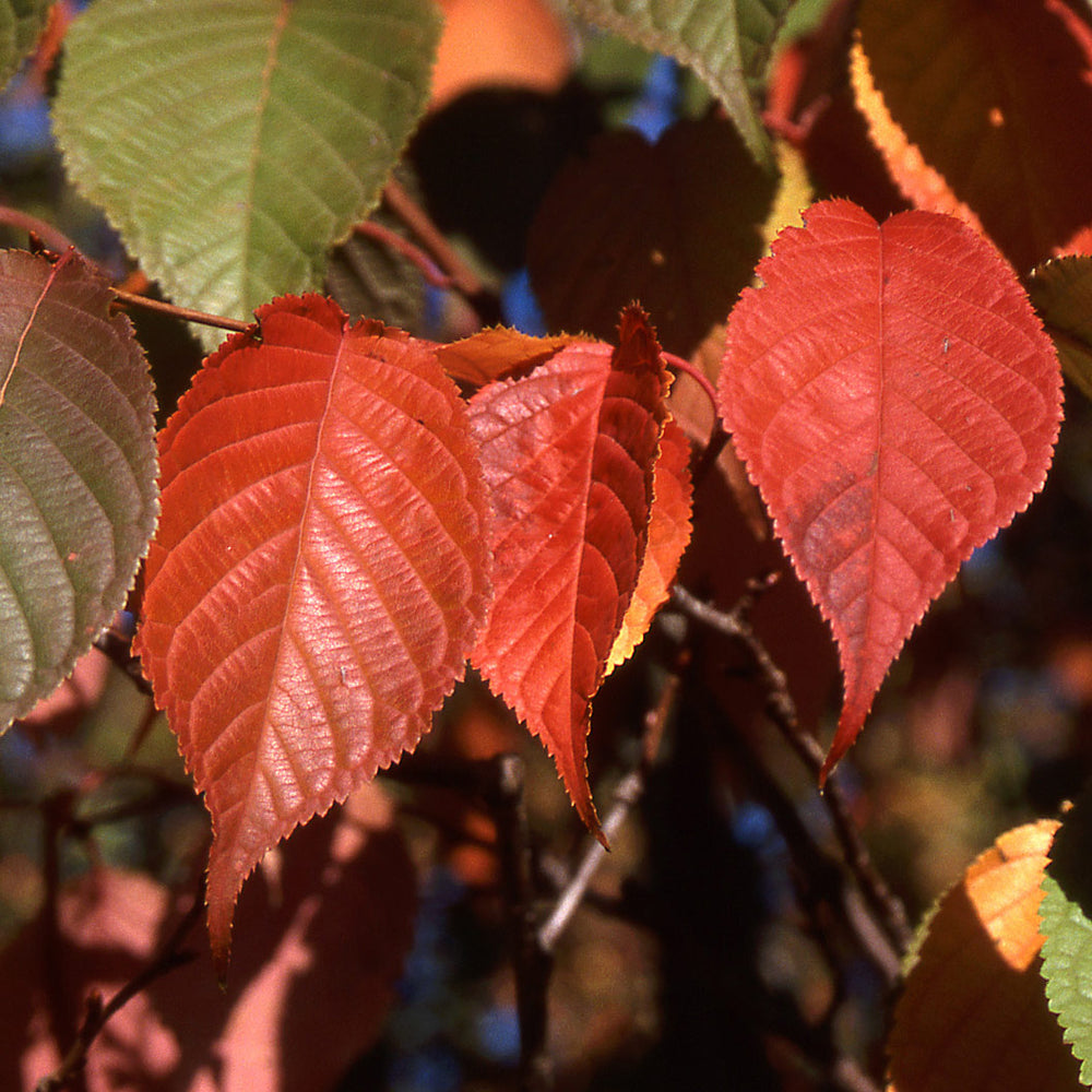 Pink Flair® Cherry Tree