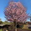 Pink Flair® Cherry Tree