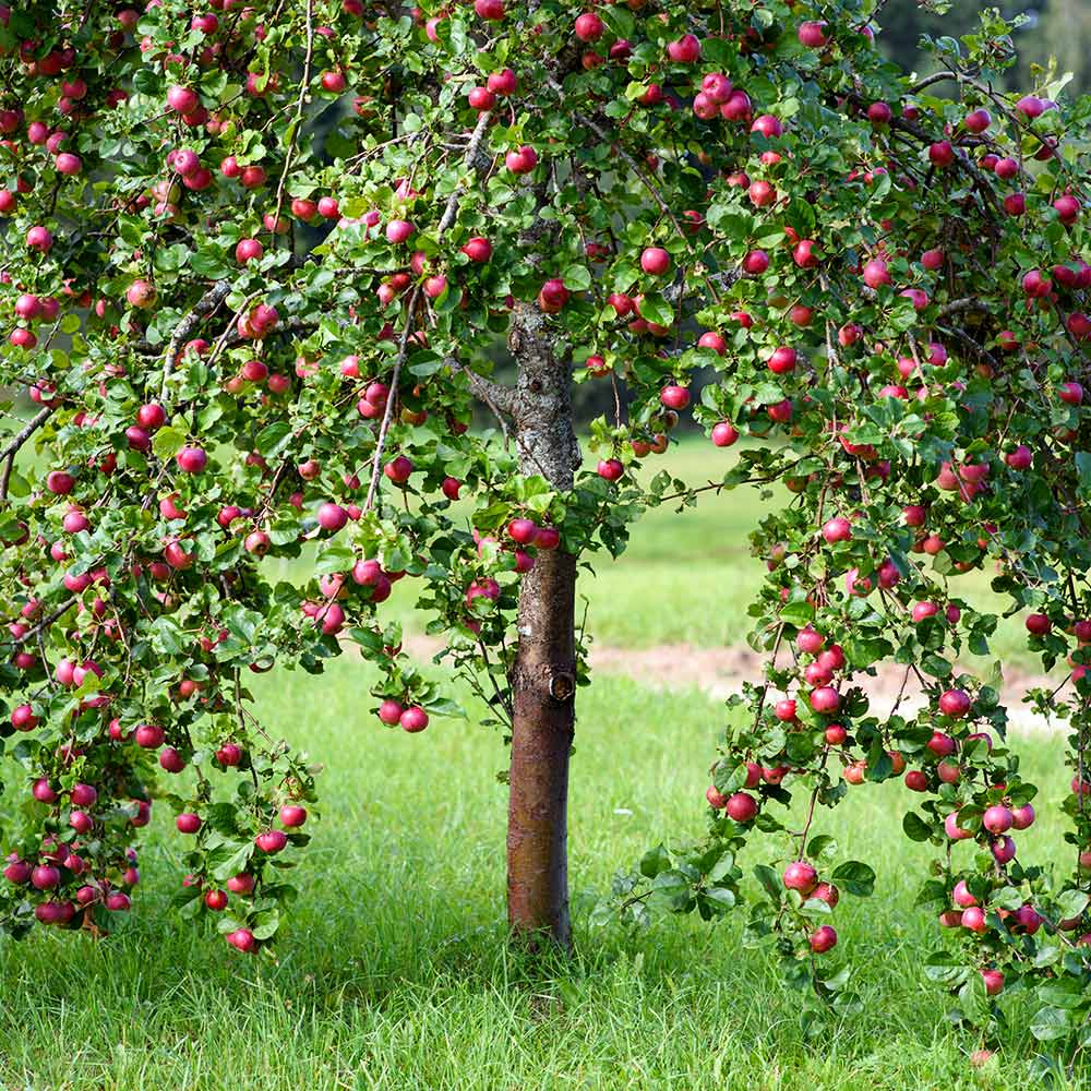 Pink Lady® Apple Tree