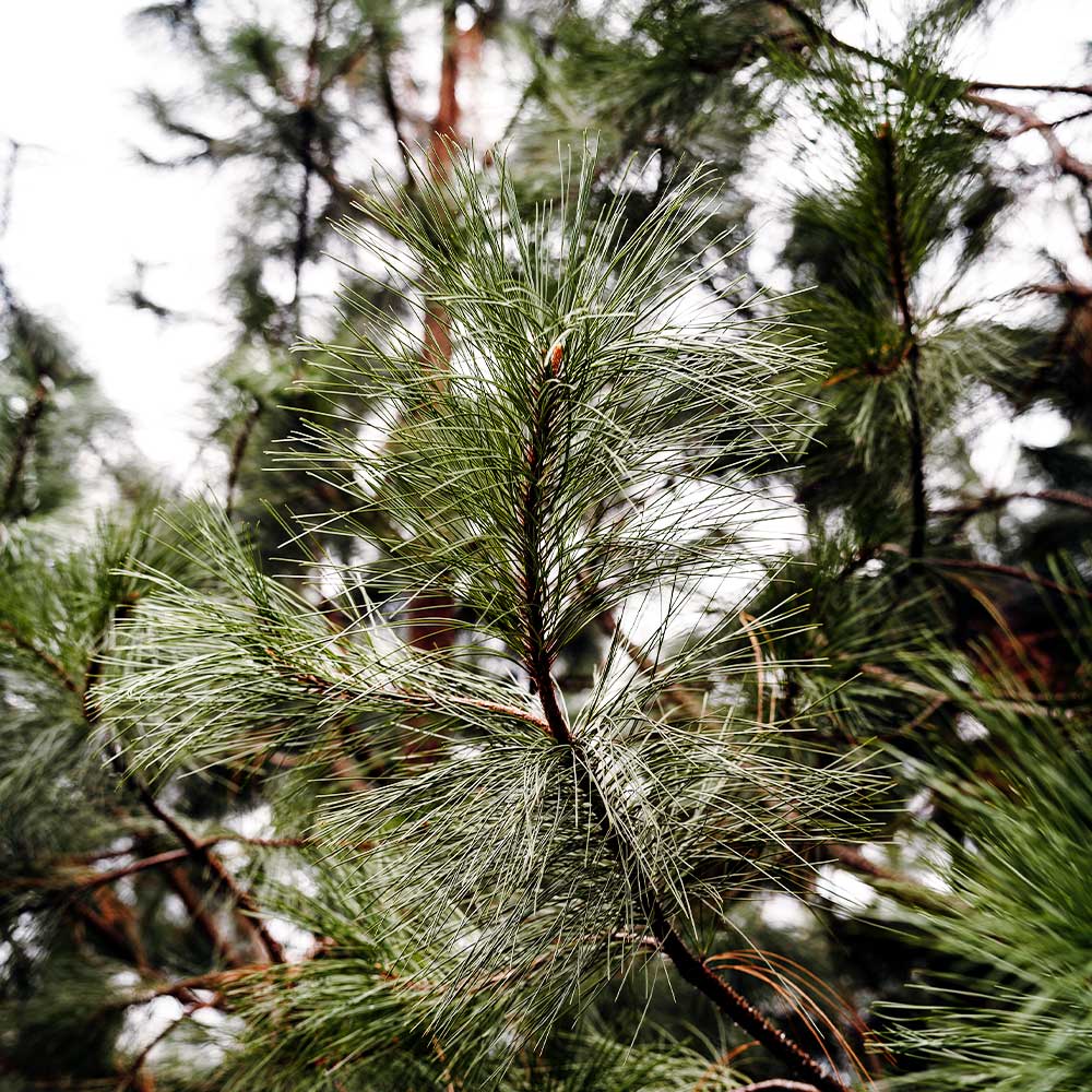 Black Hills Ponderosa Pine