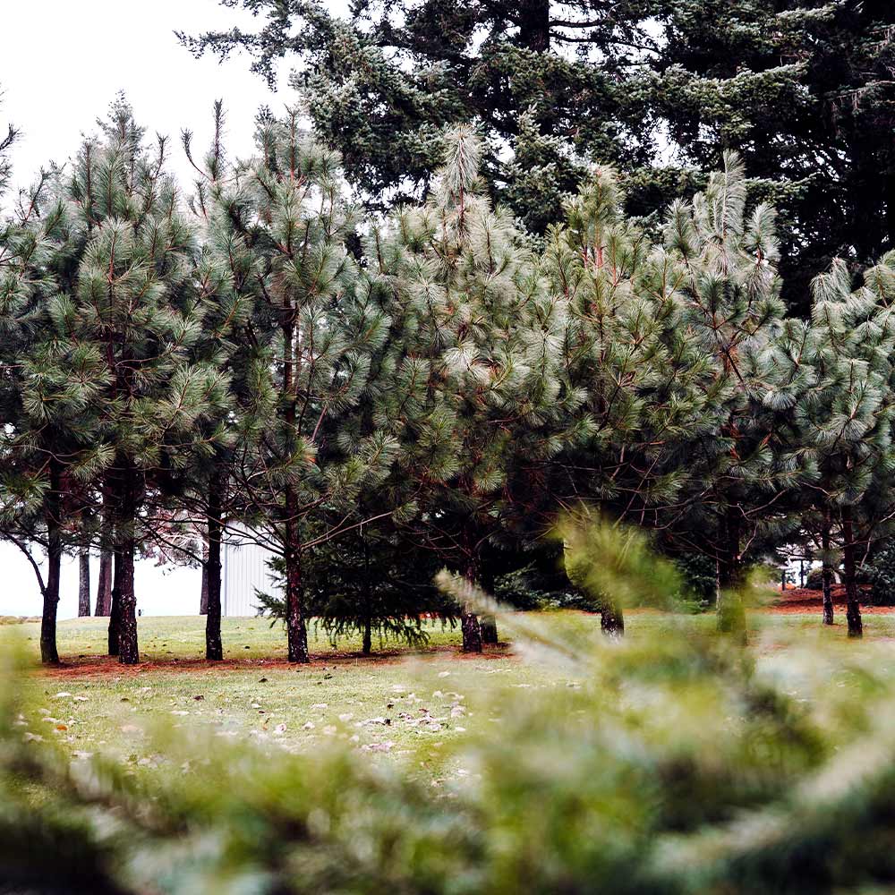 Black Hills Ponderosa Pine