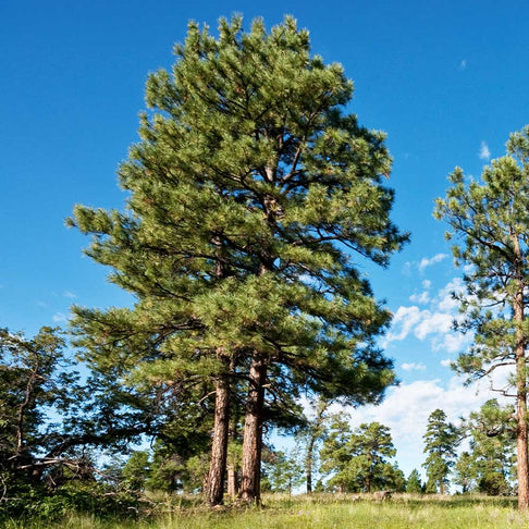 Black Hills Ponderosa Pine