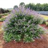 Queen Bee® Vitex Chastetree Shrub
