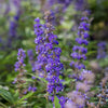 Queen Bee® Vitex Chastetree Shrub