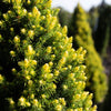 Rainbow’s End® Alberta Spruce Tree