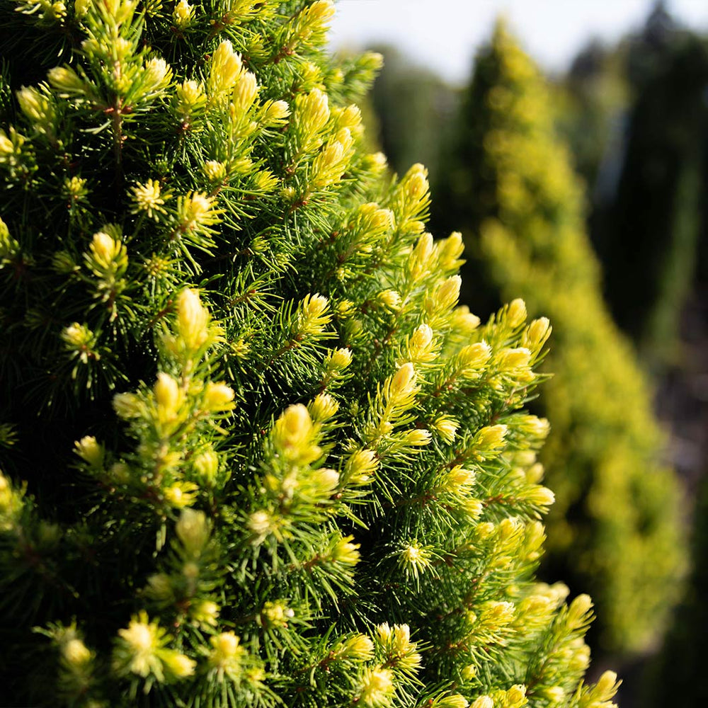 Rainbow’s End® Alberta Spruce Tree