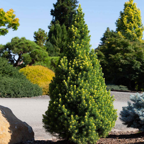 Rainbow’s End® Alberta Spruce Tree