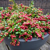 Red Candy Lingonberry Bush