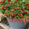 Red Candy Lingonberry Bush