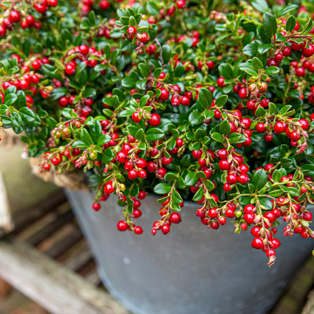 Red Candy Lingonberry Bush