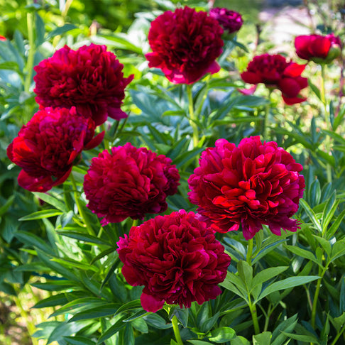 Red Charm Peony