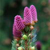 Red Cone Norway Spruce Tree