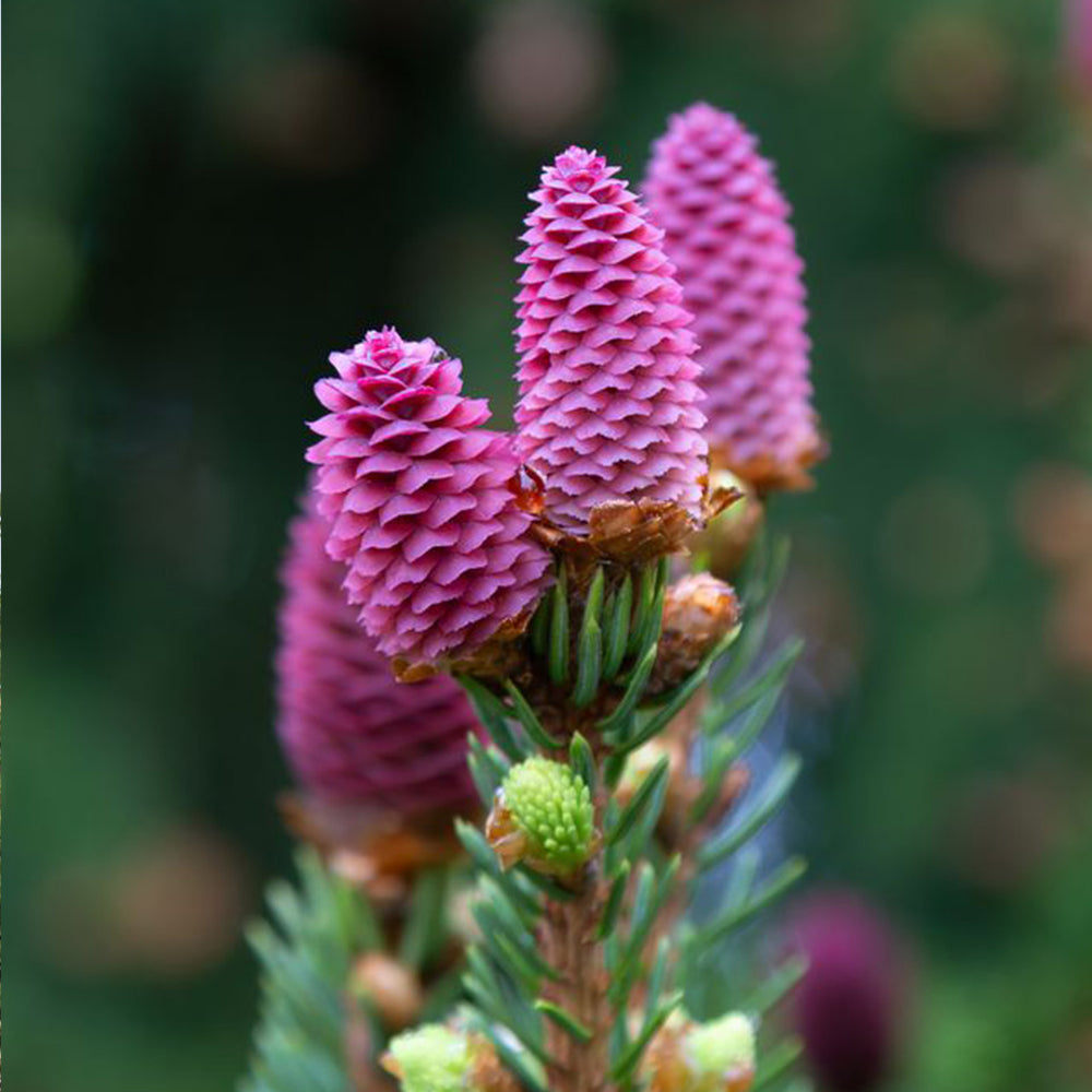 Red Cone Norway Spruce Tree