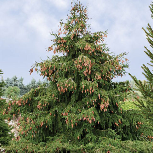 Red Cone Norway Spruce Tree