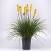 Better Versions® Kniphofia Glowstick Red Hot Poker Plant