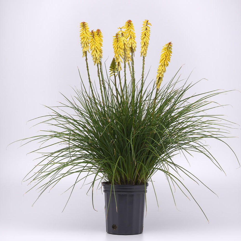 Better Versions® Kniphofia Glowstick Red Hot Poker Plant