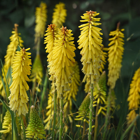 Better Versions® Kniphofia Glowstick Red Hot Poker Plant