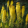 Better Versions® Kniphofia Glowstick Red Hot Poker Plant