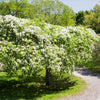 Red Jade Weeping Crabapple Tree