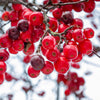 Red Jade Weeping Crabapple Tree