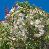 Red Jade Weeping Crabapple Tree
