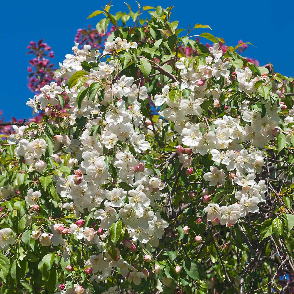 Red Jade Weeping Crabapple Tree
