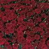 Red Belgian Mums®