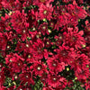 Red Belgian Mums®