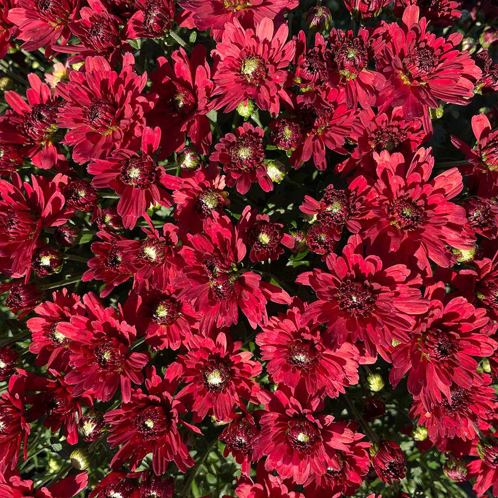 Red Belgian Mums®