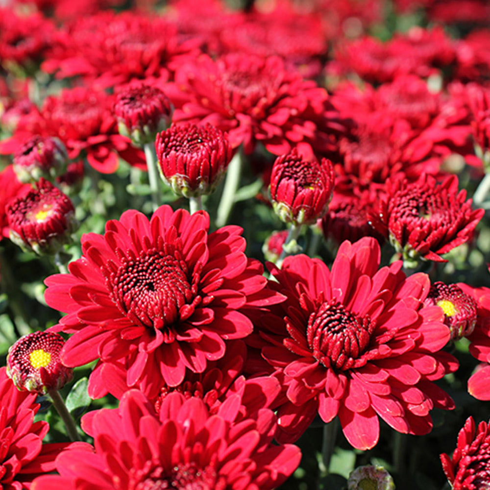 Red Belgian Mums®