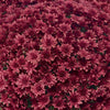 Red Belgian Mums®