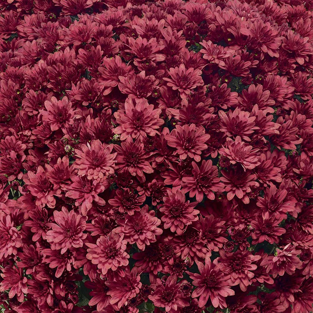 Red Belgian Mums®