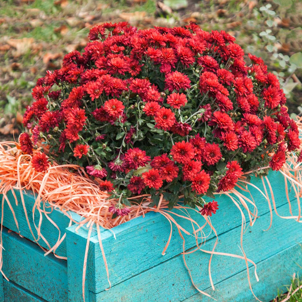 Red Belgian Mums®