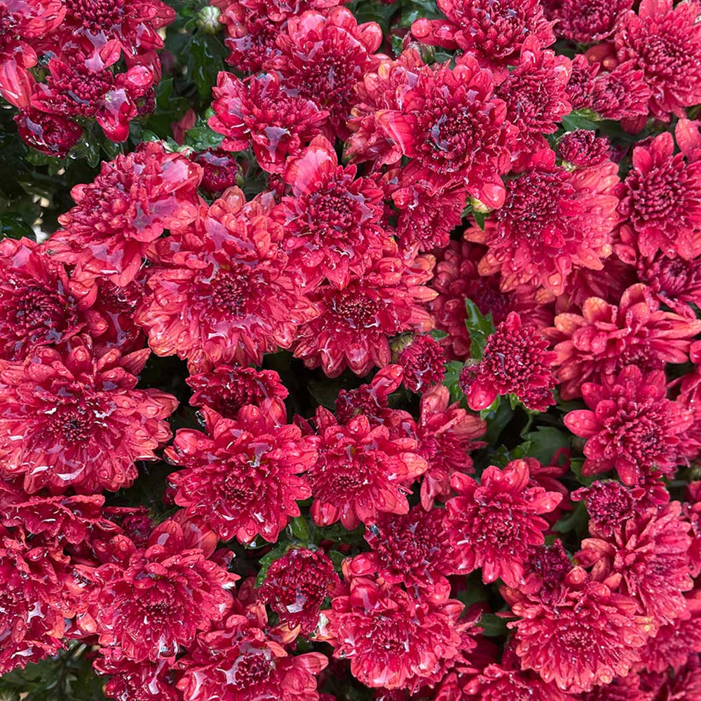 Red Belgian Mums®