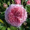 Romantica® Ball Gown Rose