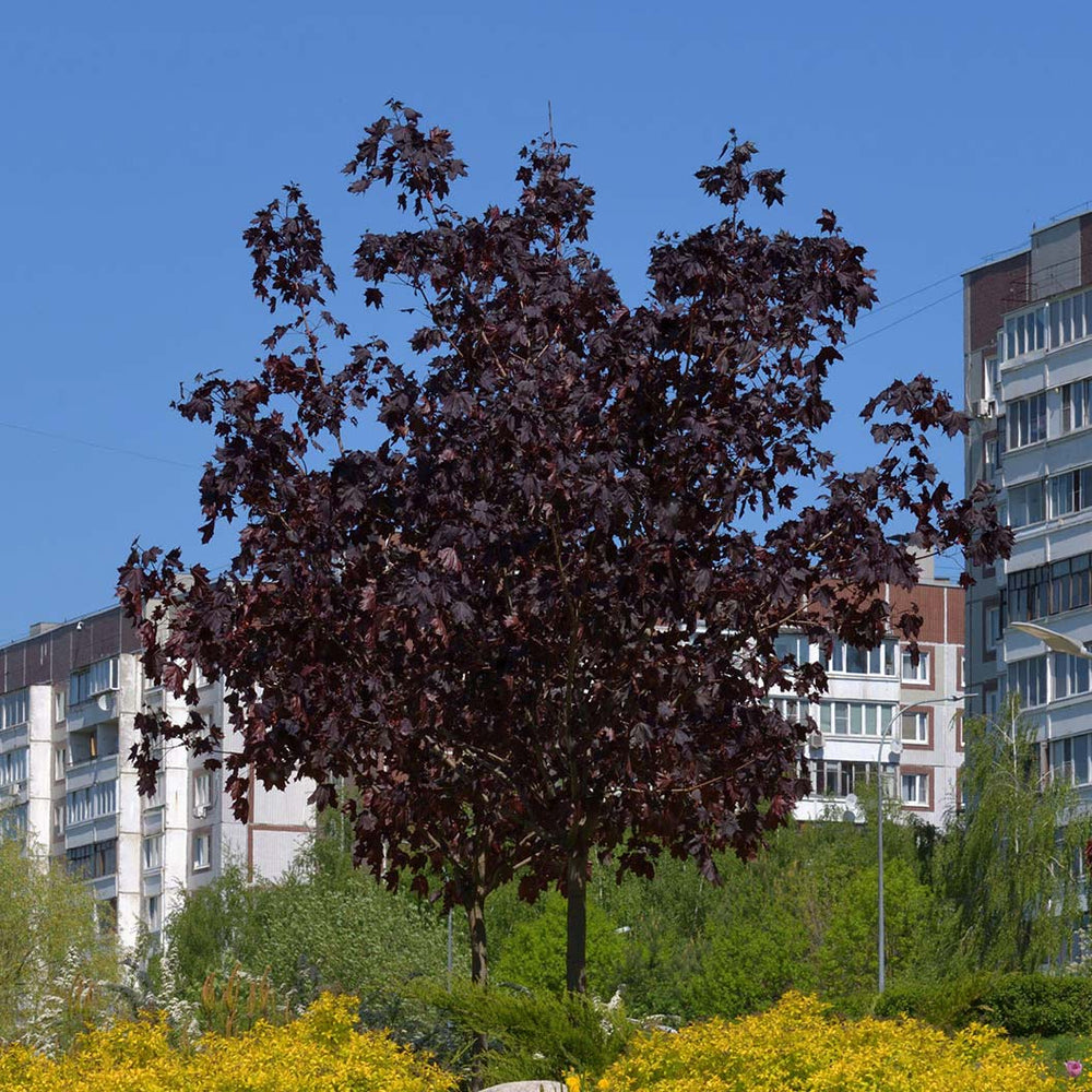 Royal Red Norway Maple Tree