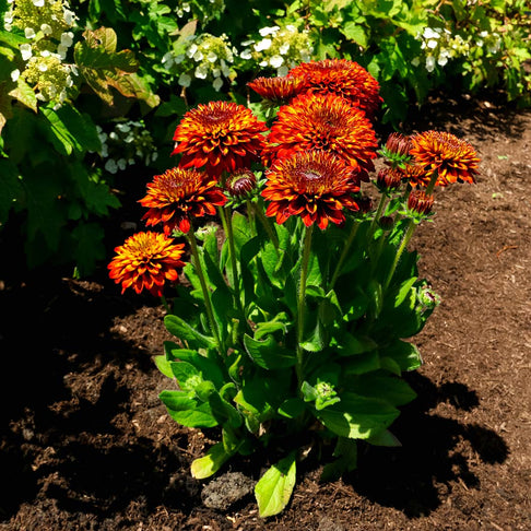 Solar Sisters™ Black Eyed Susan Plant