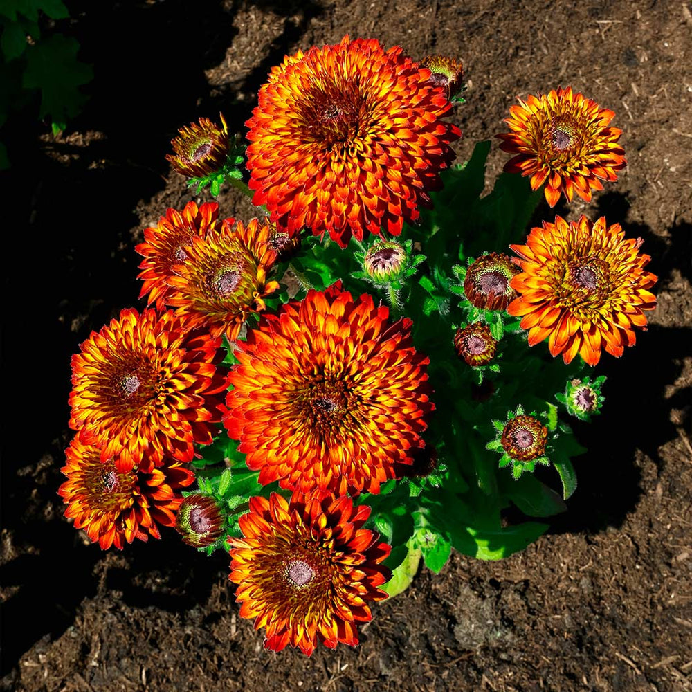 Solar Sisters™ Black Eyed Susan Plant