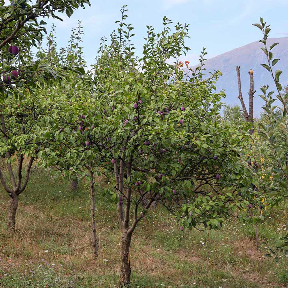 Santa Rosa Plum Tree