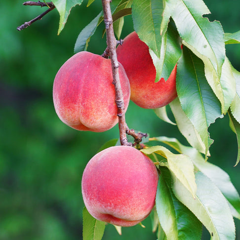 Scarlet Prince Peach Tree