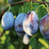Seneca Plum Tree