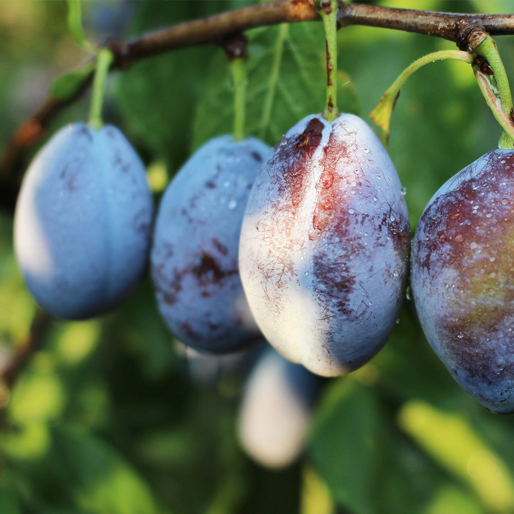 Seneca Plum Tree